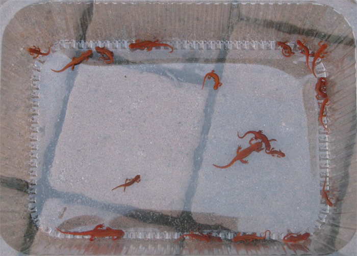 Atomic American Bulldogs - Red Spotted Newt (Eft Phase) Atomic American Bulldogs - Red Spotted Newt (Eft Phase)