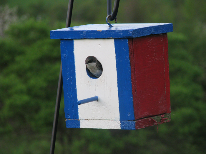 Atomic American Bulldogs - Tree Swallow Atomic American Bulldogs - Tree Swallow