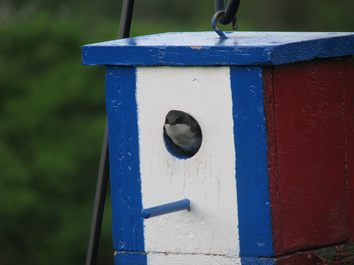 Atomic American Bulldogs - Tree Swallow Atomic American Bulldogs - Tree Swallow