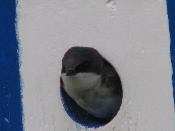 Atomic American Bulldogs - Tree Swallow Atomic American Bulldogs - Tree Swallow