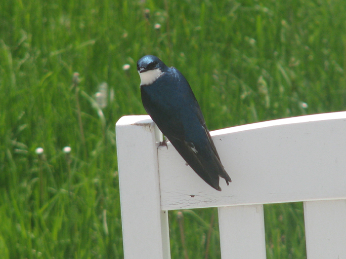 Atomic American Bulldogs - Tree Swallow Atomic American Bulldogs - Tree Swallow
