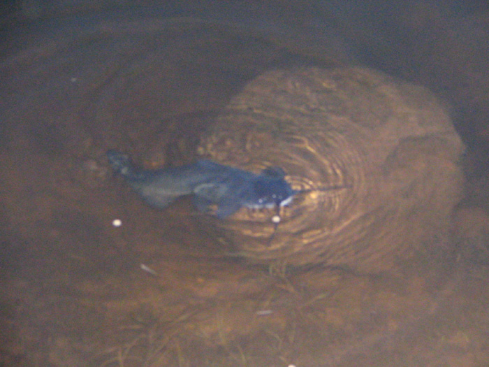 Atomic American Bulldogs - Blue Channel Catfish Atomic American Bulldogs - Blue Channel Catfish