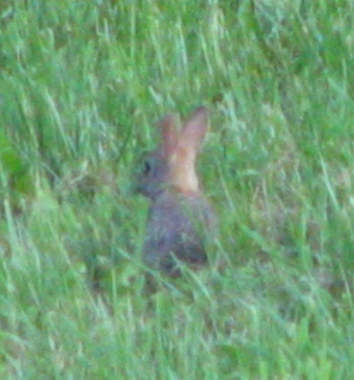 Atomic American Bulldogs - Cotton Tail Rabbit Atomic American Bulldogs - Cotton Tail Rabbit