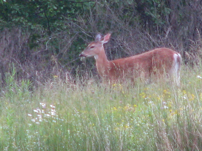 Atomic American Bulldogs - Deer Atomic American Bulldogs - Deer