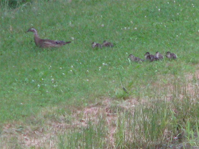 Atomic American Bulldogs - Duck Chicks Atomic American Bulldogs - Duck Chicks