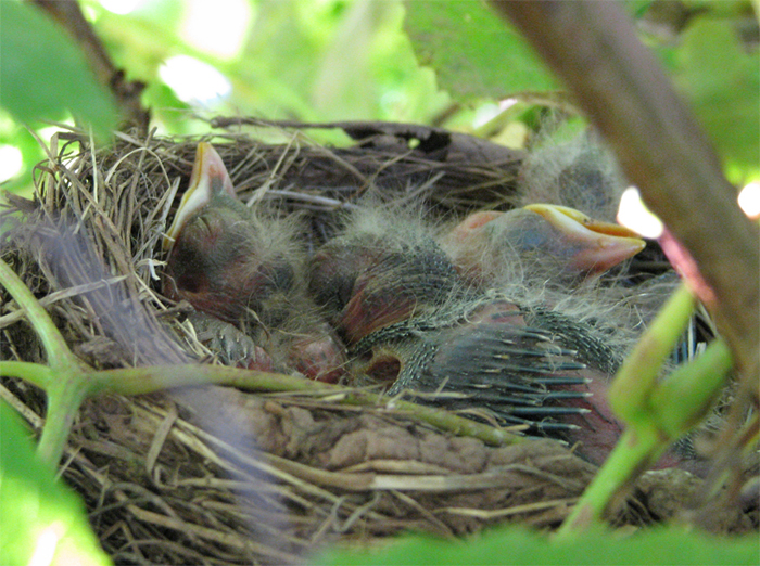 Atomic American Bulldogs - Robbing nest in the Grape vine Atomic American Bulldogs - Robbing nest in the Grape vine