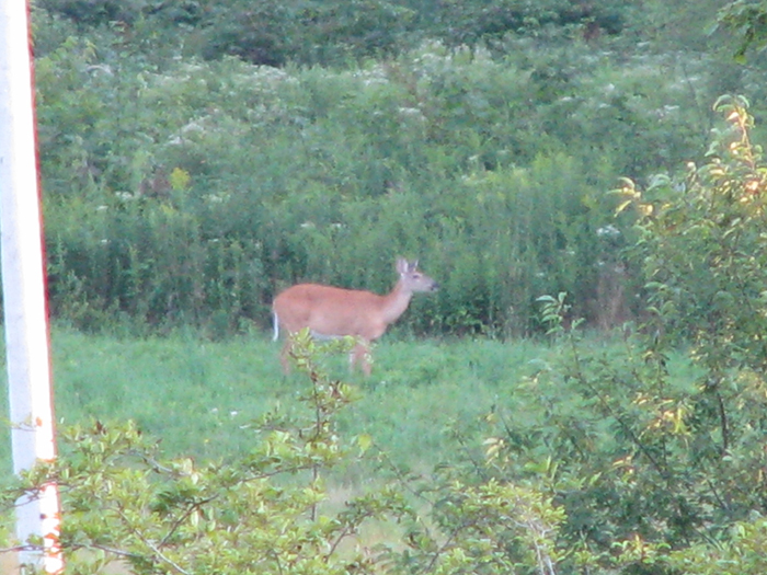 Atomic American Bulldogs - Deer Atomic American Bulldogs - Deer