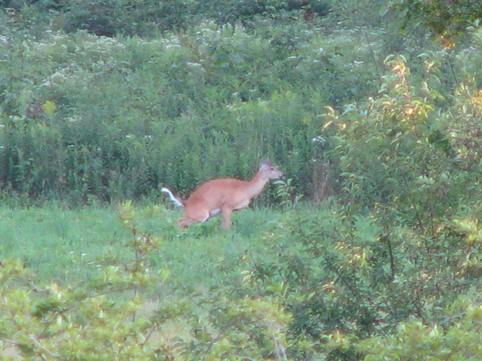 Atomic American Bulldogs - Deer Atomic American Bulldogs - Deer