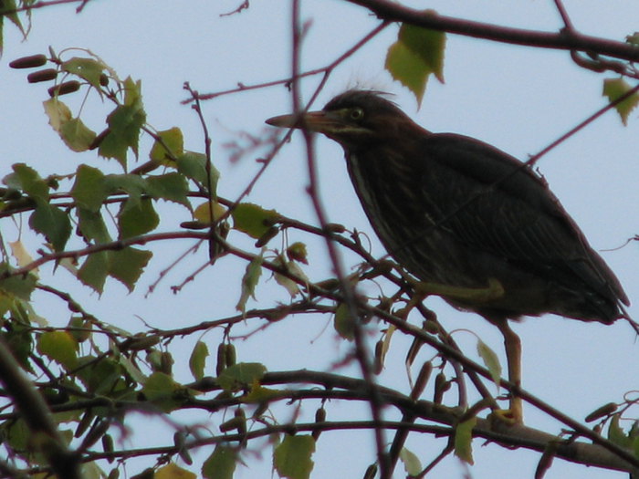 Atomic American Bulldogs - Green Heron Atomic American Bulldogs - Green Heron