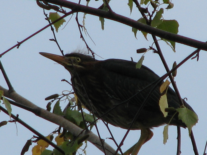 Atomic American Bulldogs - Green Heron Atomic American Bulldogs - Green Heron