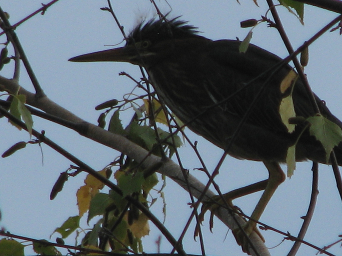 Atomic American Bulldogs - Green Heron Atomic American Bulldogs - Green Heron