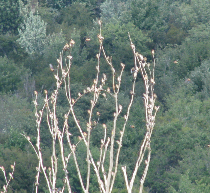 Atomic American Bulldogs - Cedar Waxwings Atomic American Bulldogs - Cedar Waxwings