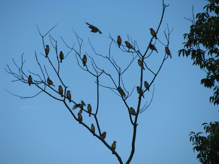 Atomic American Bulldogs - Cedar Waxwings Atomic American Bulldogs - Cedar Waxwings