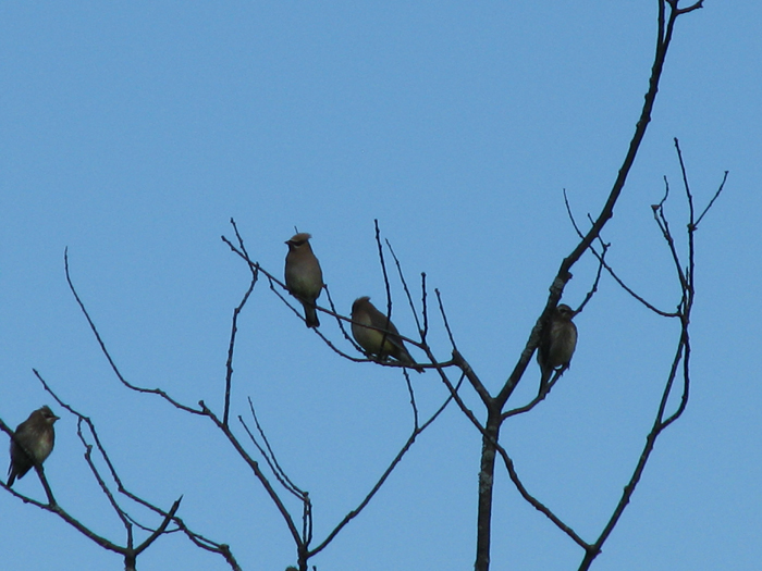 Atomic American Bulldogs - Cedar Waxwings Atomic American Bulldogs - Cedar Waxwings
