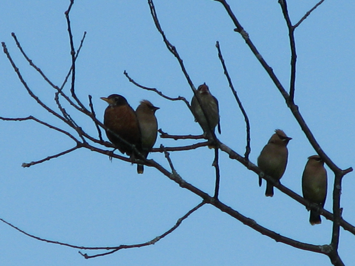 Atomic American Bulldogs - Cedar Waxwings Atomic American Bulldogs - Cedar Waxwings