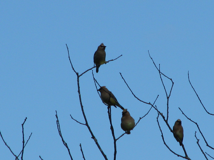 Atomic American Bulldogs - Cedar Waxwings Atomic American Bulldogs - Cedar Waxwings