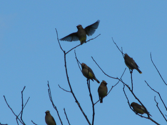 Atomic American Bulldogs - Cedar Waxwings Atomic American Bulldogs - Cedar Waxwings