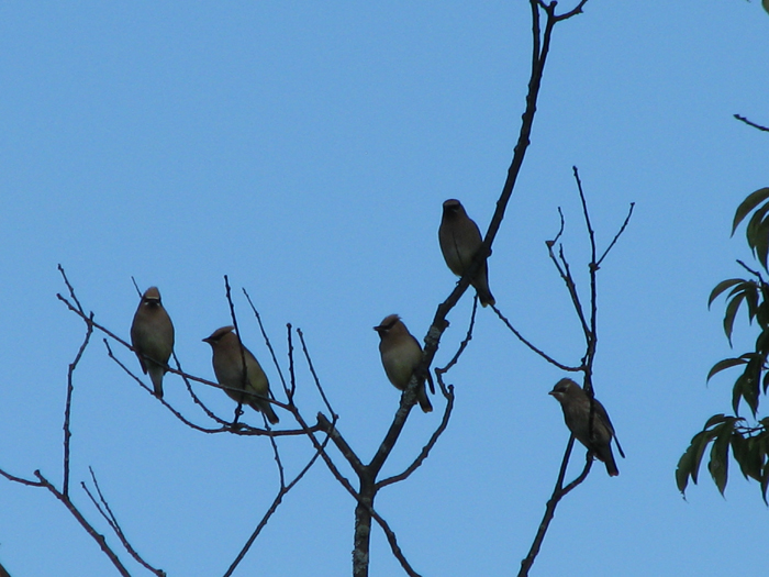 Atomic American Bulldogs - Cedar Waxwings Atomic American Bulldogs - Cedar Waxwings