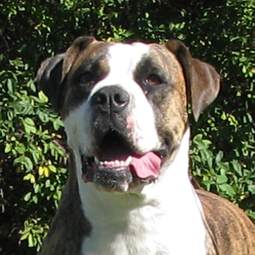 Atomic American Bulldogs - Brina