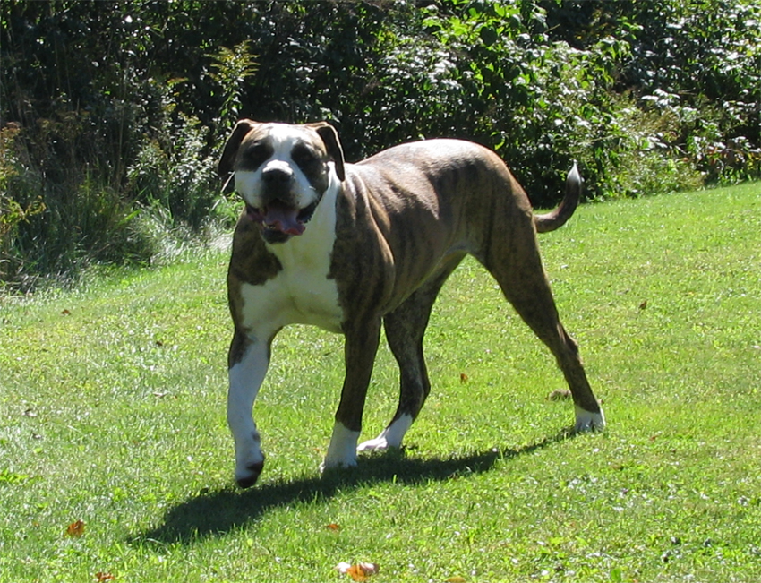 Atomic American Bulldogs - Brina