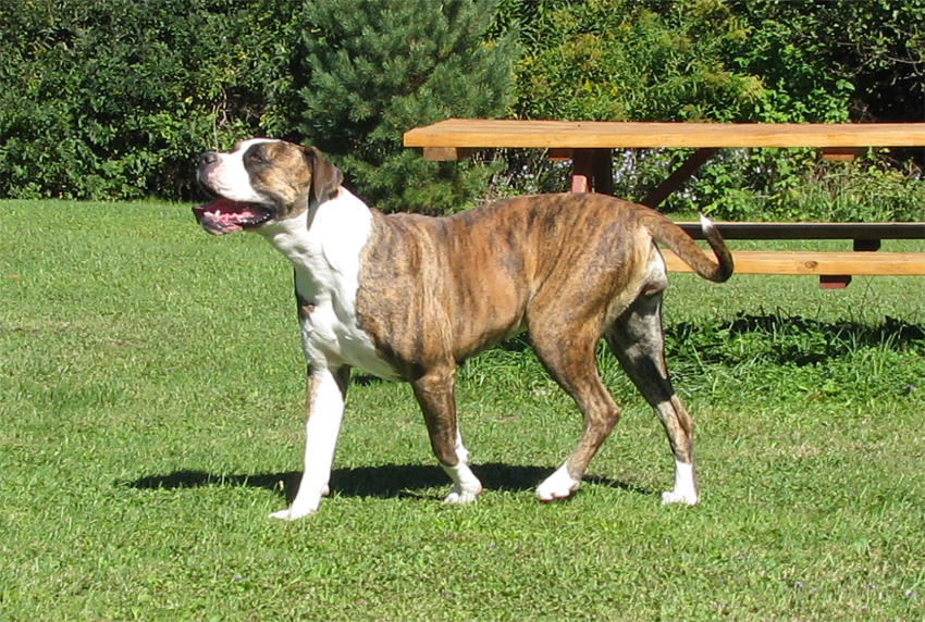 Atomic American Bulldogs - Brina