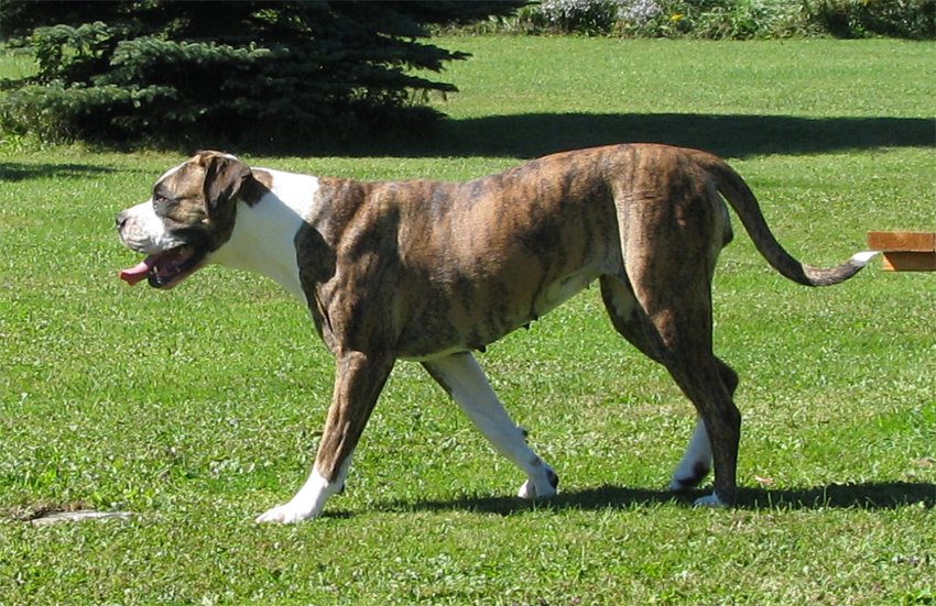 Atomic American Bulldogs - Brina