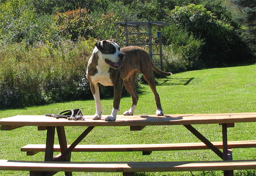 Atomic American Bulldogs - Brina