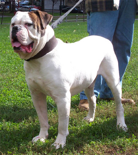 Atomic American Bulldogs - Bugsy Penn-Hip .37-.41
