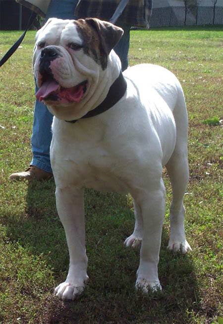 Atomic American Bull - 100% Johnson American Bulldogs Lines!!!