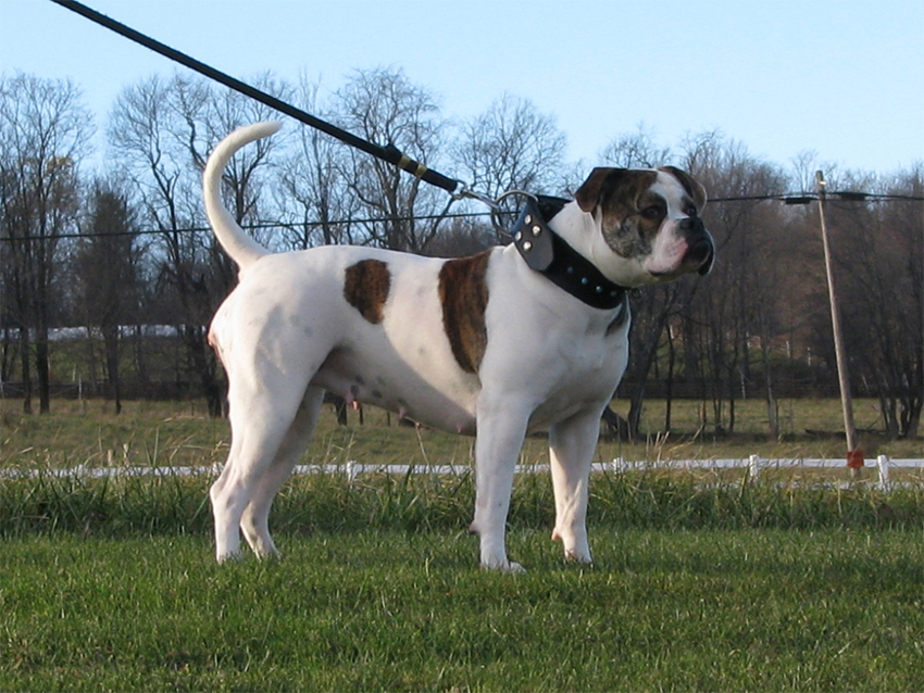 Atomic American Bulldogs - Candy Lee