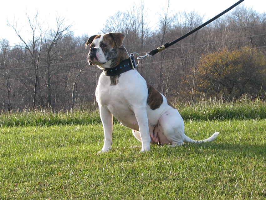 Atomic American Bulldogs - Candy Lee