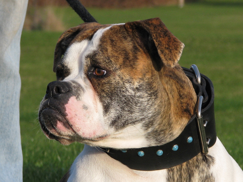 Atomic American Bulldogs - Candy Lee