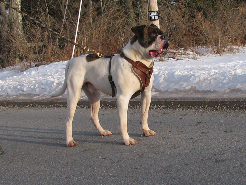 Atomic American Bulldogs - Chibbs