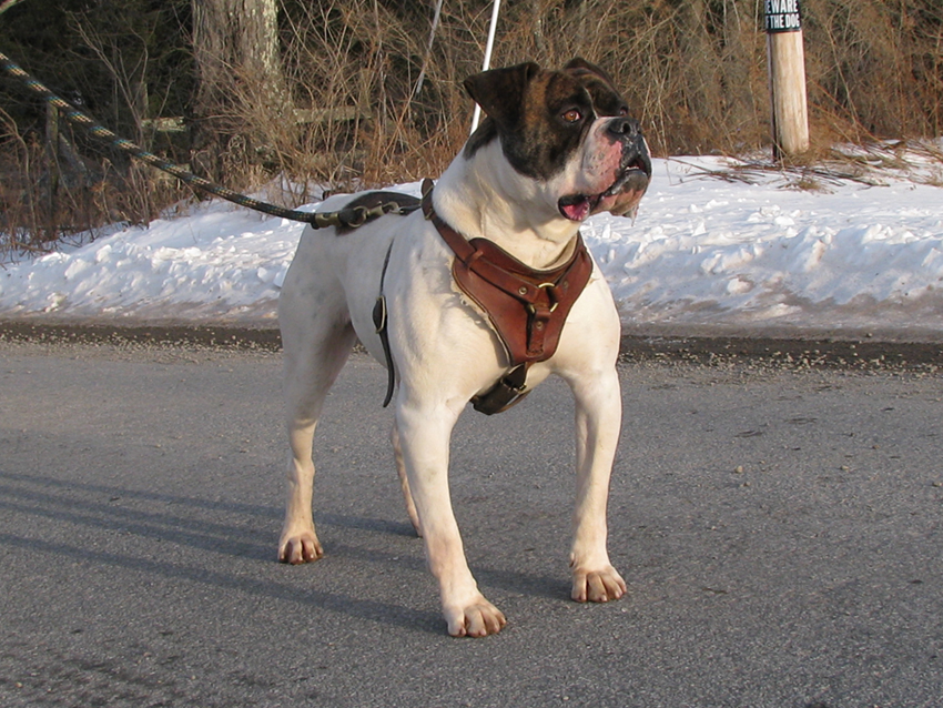 Atomic American Bulldogs - Chibbs