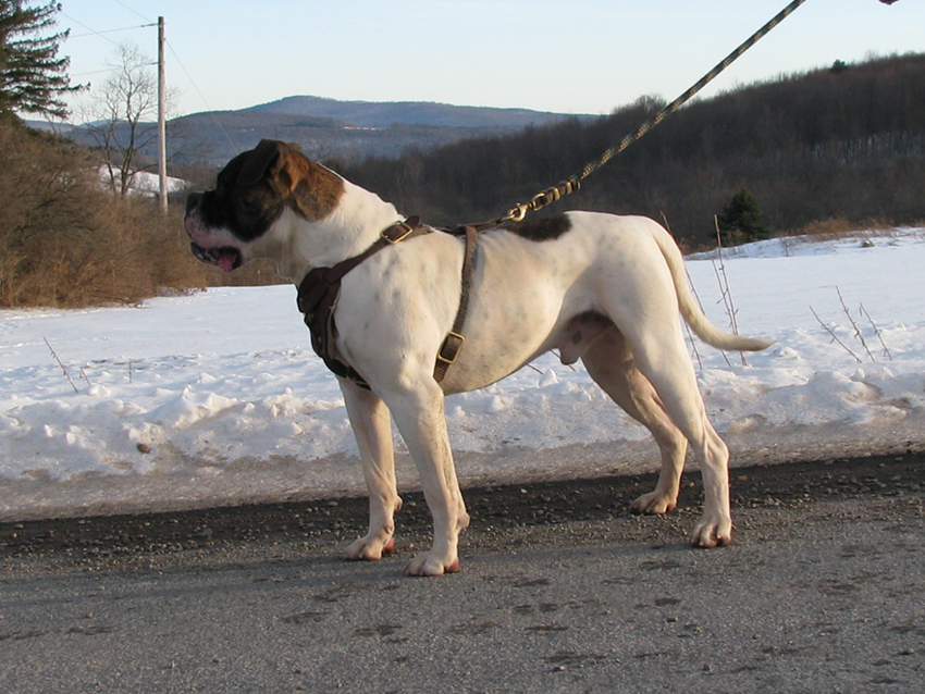 Atomic American Bulldogs - Chibbs