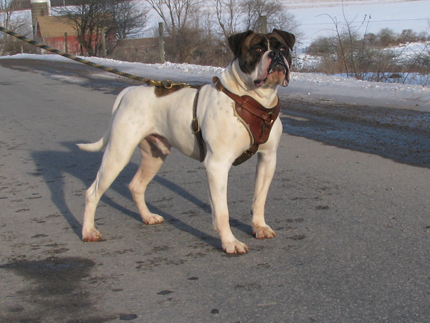 Atomic American Bulldogs - Chibbs