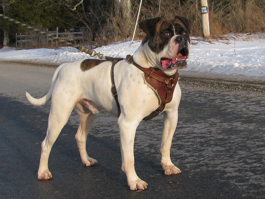 Atomic American Bulldogs - Chibbs