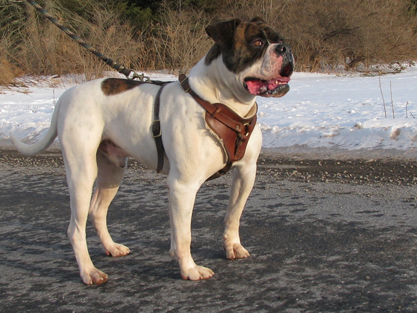 Atomic American Bulldogs - Chibbs