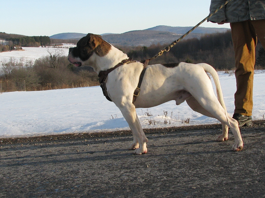 Atomic American Bulldogs - Chibbs