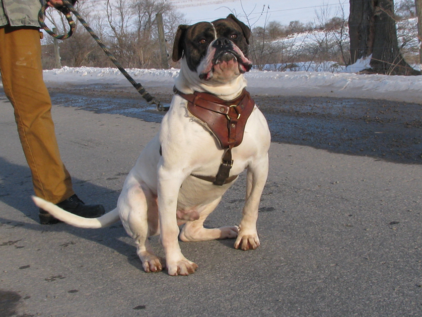 Atomic American Bulldogs - Chibbs