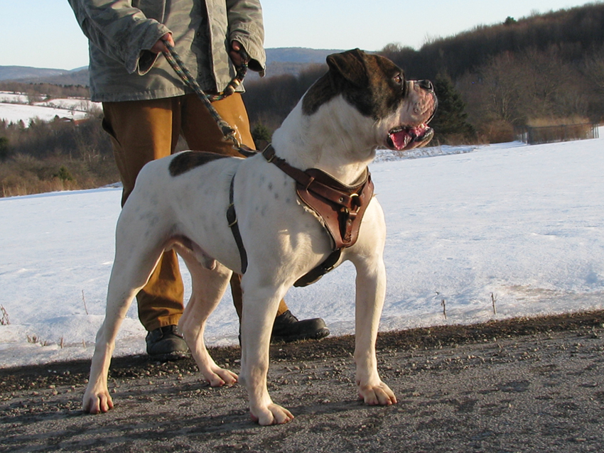 Atomic American Bulldogs - Chibbs