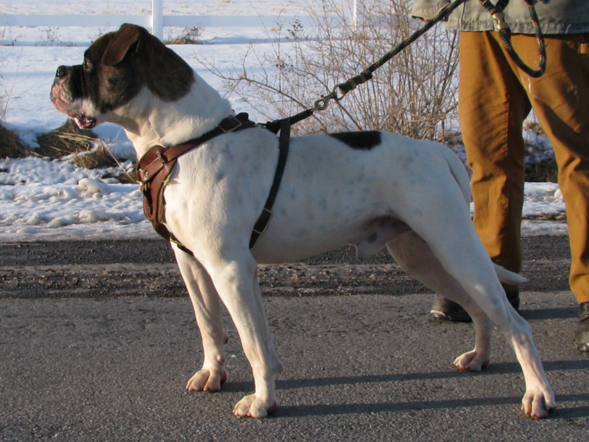 Atomic American Bulldogs - Chibbs