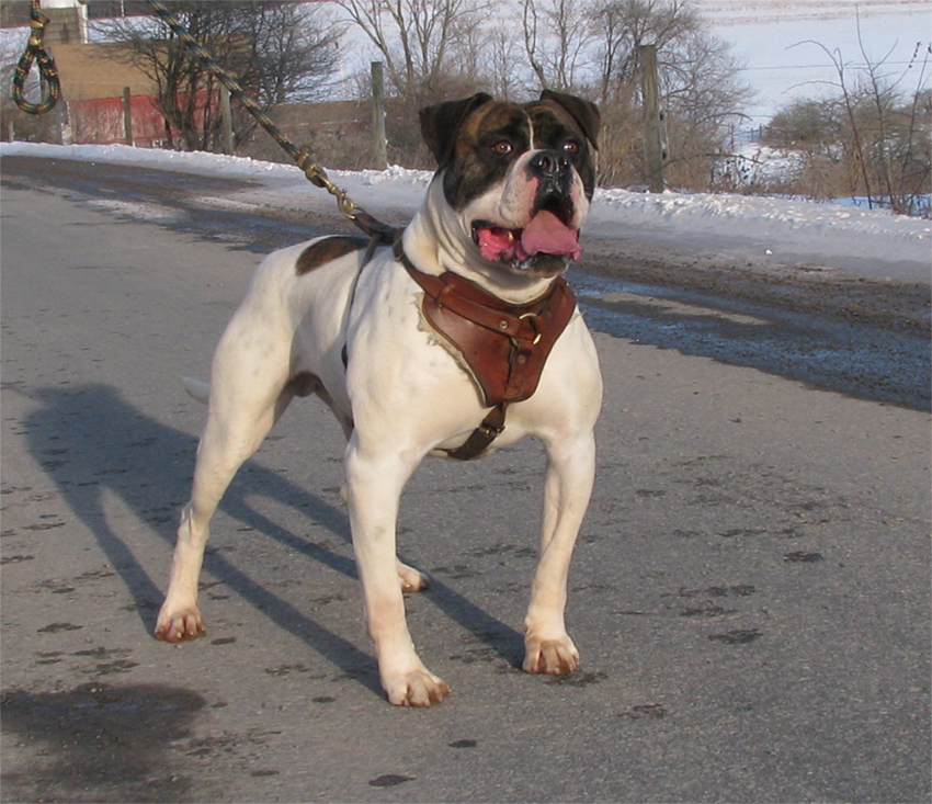 Atomic American Bulldogs - Chibbs