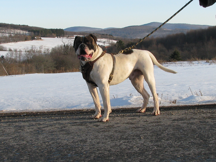 Atomic American Bulldogs - Chibbs