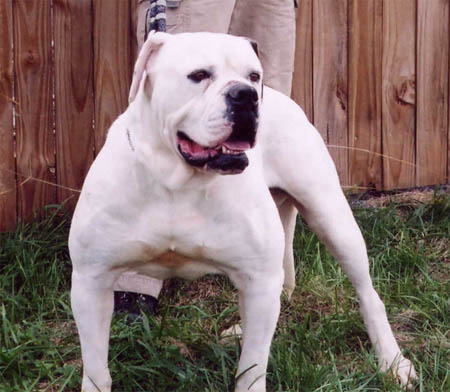Johnson American Bulldog Gallery - Johnson's Junkyard Dawg