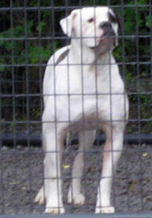 Johnson American Bulldog Gallery - SMK's Macon Georgia