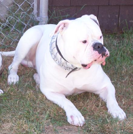 Johnson American Bulldog Gallery - Jemm's Rhino