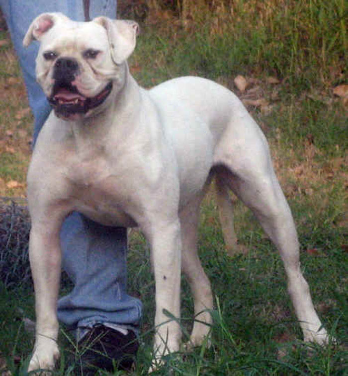 Johnson American Bulldog Gallery - SMK's Lady Vol