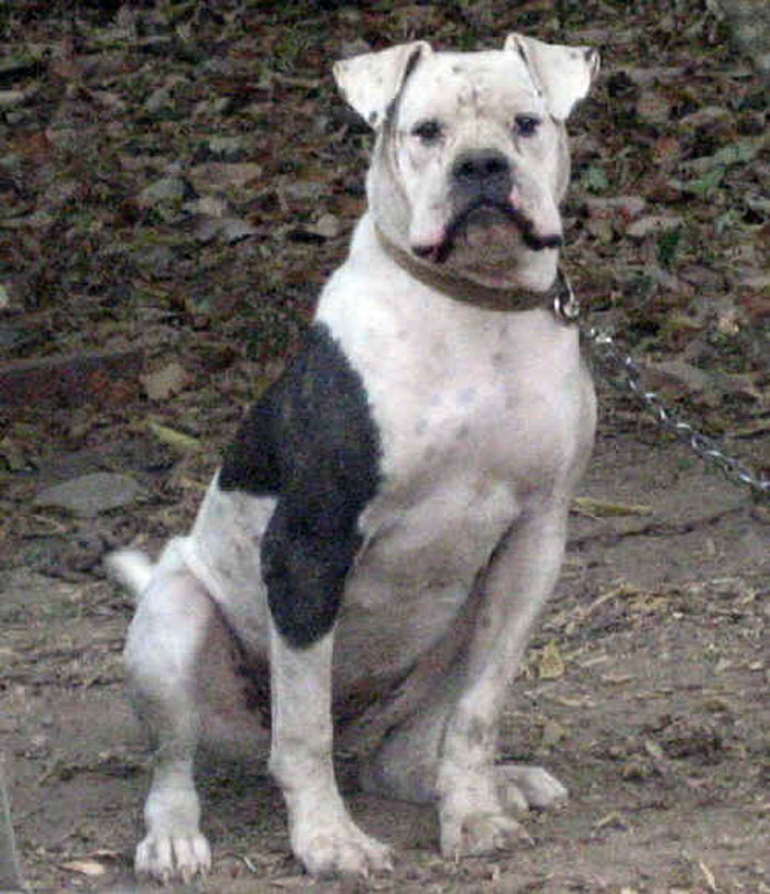 Johnson American Bulldog Gallery - SMK's Ms. Lucy