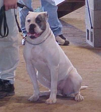 Johnson American Bulldog Gallery - Jemm's Sugar Tuffie Ditto